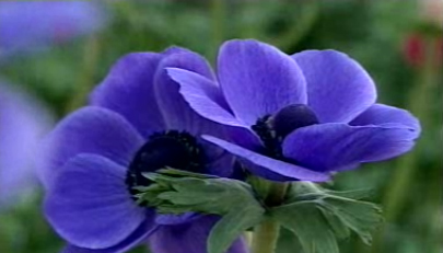 L'asta dei fiori a Sanremo